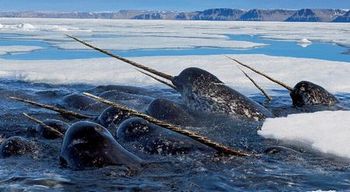 発見された未確認生物 umaだった不思議な12の動物たち