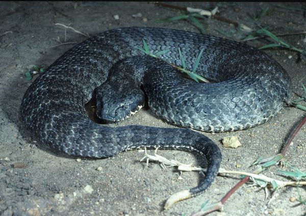 未確認生物uma ツチノコの正体に迫る