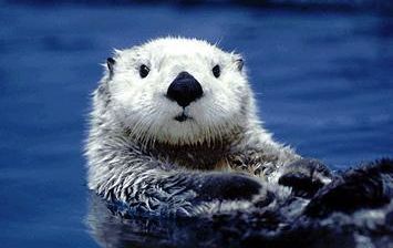 日本の絶滅危惧種 近い将来見られなくなる日本の動物リスト ギベオン 宇宙 地球 動物の不思議と謎