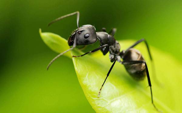あなたは知ってる 身近なのに意外と知らない蟻の生態12 ギベオン 宇宙 地球 動物の不思議と謎