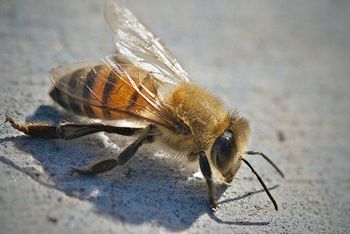 アフリカナイズドミツバチ