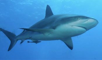 サメの語源はマヤ語