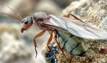女王蟻の平均寿命は長い