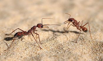 巣の中の20％の蟻は何もしない