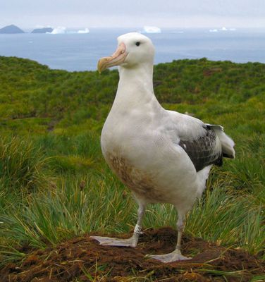 日本の絶滅危惧種 アホウドリ