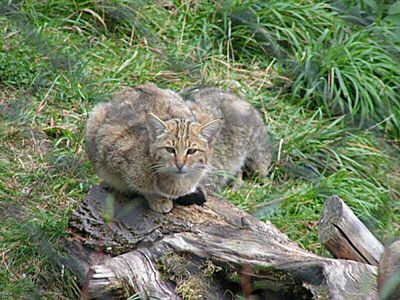 日本の絶滅危惧種 イリオモテヤマネコ