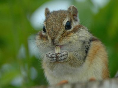 日本の絶滅危惧種 エゾシマリス