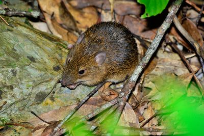 日本の絶滅危惧種 オキナワトゲネズミ