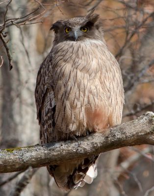 日本の絶滅危惧種 シマフクロウ