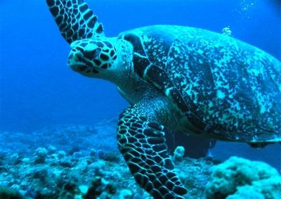 日本の絶滅危惧種 タイマイ