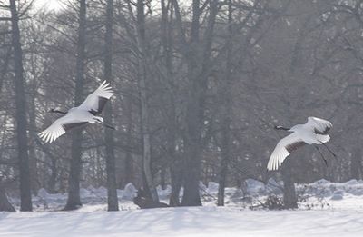 日本の絶滅危惧種 タンチョウヅル