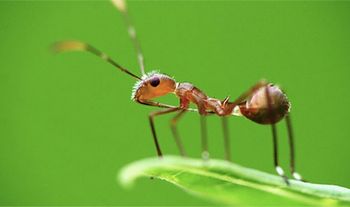 蟻は飛行機から落ちても大丈夫