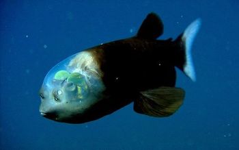 こんなの見たら心臓止まるわ 閲覧注意な深海生物25 ギベオン 宇宙 地球 動物の不思議と謎 こんなの見たら心臓止まるわ 閲覧注意な深海生物25 ギベオン 宇宙 地球 動物の不思議と謎