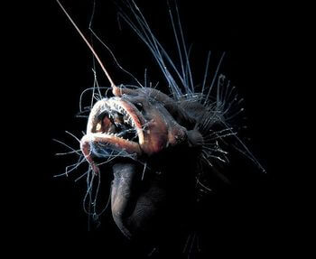 こんなの見たら心臓止まるわ 閲覧注意な深海生物25 ギベオン 宇宙 地球 動物の不思議と謎 こんなの見たら心臓止まるわ 閲覧注意な深海生物25 ギベオン 宇宙 地球 動物の不思議と謎