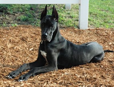 世界 で 一 番 大きい 犬 世界一大きい犬 世界一でかい犬 世界最大級の犬15選