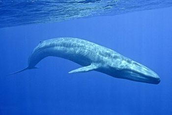 シロナガスクジラの腎臓は3000個