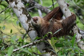 ナマケモノは運動し過ぎるとその熱で死ぬ