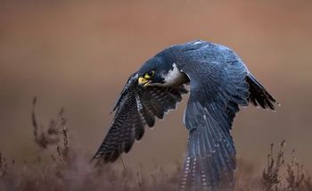 ハヤブサはインコの仲間