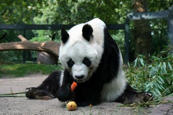 パンダの和名は白黒熊
