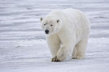 ホッキョクグマの肌は黒い