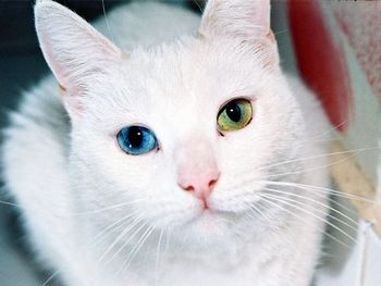 ヨーロッパでは白猫が不吉の象徴