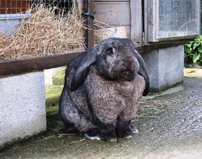 巨大なウサギ