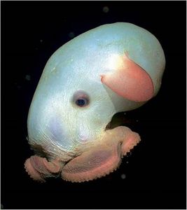 不思議な深海魚たち 怖いのキモいのかわいいの ギベオン 宇宙 地球 動物の不思議と謎
