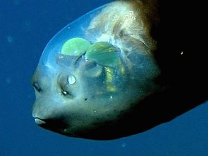 不思議な深海魚たち 怖いのキモいのかわいいの ギベオン 宇宙 地球 動物の不思議と謎