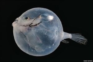 不思議な深海魚たち 怖いのキモいのかわいいの ギベオン 宇宙 地球 動物の不思議と謎