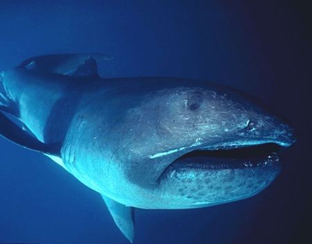サメの種類はこんなにある 不思議で奇妙な18のサメ ギベオン 宇宙 地球 動物の不思議と謎