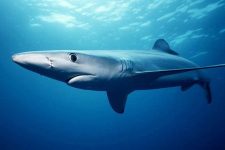サメの種類はこんなにある 不思議で奇妙な18のサメ ギベオン 宇宙 地球 動物の不思議と謎