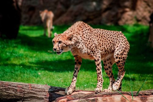 最新の絶滅危惧種 地球から姿を消すメジャーな動物たち ギベオン 宇宙 地球 動物の不思議と謎