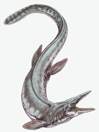 首長竜は恐竜じゃない 太古の海最強の捕食者に想いを馳せる ギベオン 宇宙 地球 動物の不思議と謎 首長竜は恐竜じゃない 太古の海最強の捕食者に想いを馳せる ギベオン 宇宙 地球 動物の不思議と謎