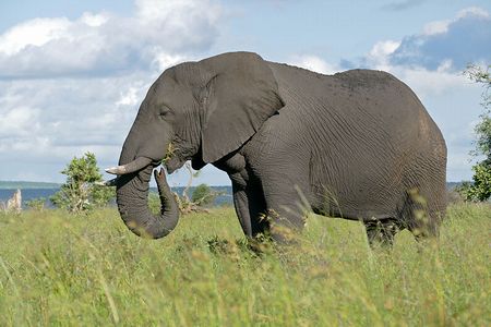 アフリカゾウ