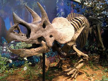 トリケラトプスの化石は買えるのか？