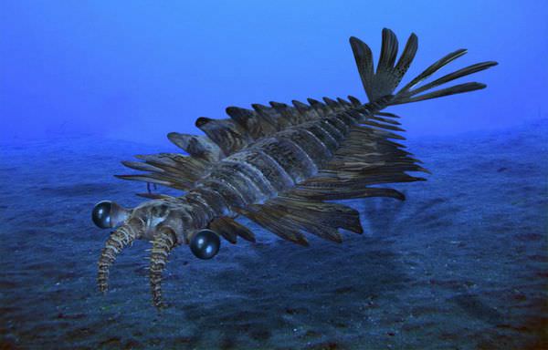 カンブリア紀の生態系の頂点アノマロカリス！不思議で奇妙な生態10