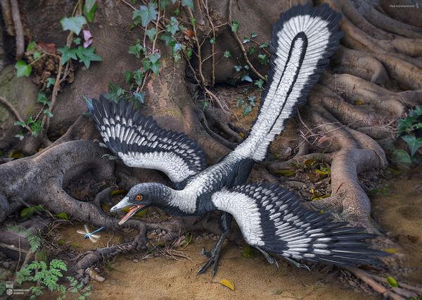 本当に最古の鳥類なの？始祖鳥の飛行能力と恐竜との関係