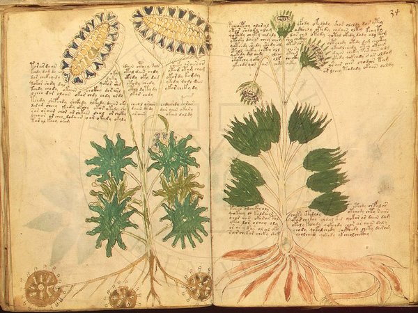 怖い植物に解読不能な謎の文字 ヴォイニッチ手稿に隠された10の真相 ギベオン 宇宙 地球 動物の不思議と謎