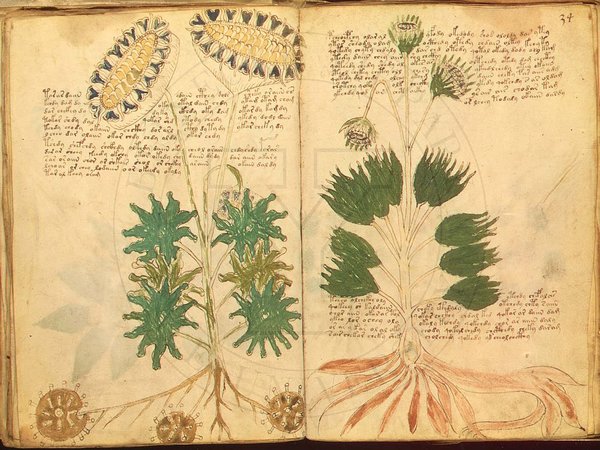 怖い植物に解読不能な謎の文字！ヴォイニッチ手稿に隠された10の真相