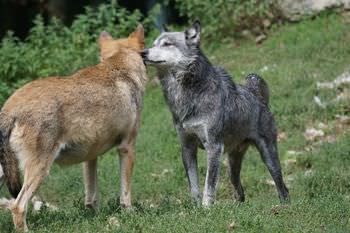 オオカミの序列は性格や態度で決まる