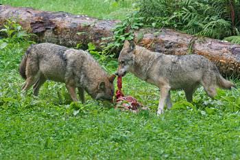 オオカミは家族で連携して狩りをする