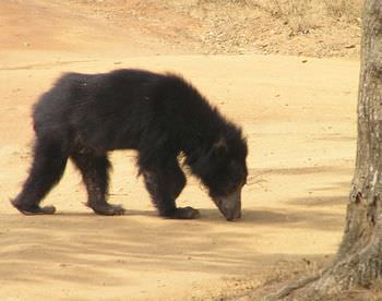 ナマケグマ