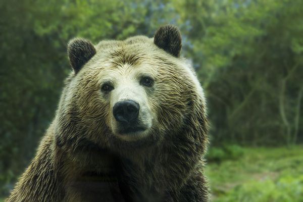 熊の種類はこんなにある！日本の人食い事件や危険なその生態