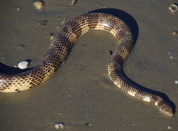 ヘビの種類はこんなにある 世界の巨大ヘビと毒蛇ランキング ギベオン 宇宙 地球 動物の不思議と謎