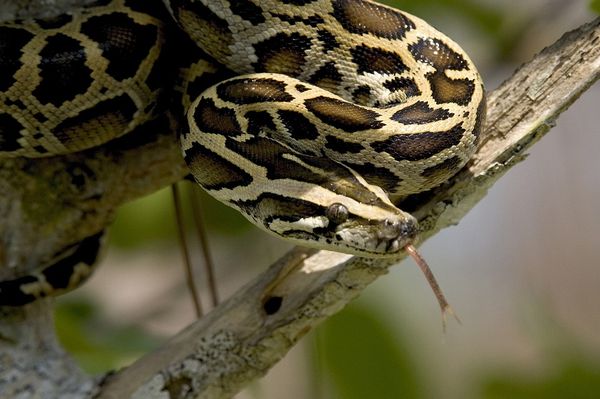 ヘビの種類はこんなにある！世界の巨大ヘビと毒蛇ランキング