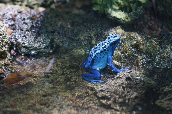 地球に存在する最凶の毒！ヤバすぎる生物・植物・キノコたち