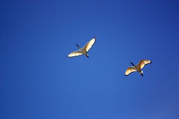 聖徳太子 空を飛んだ