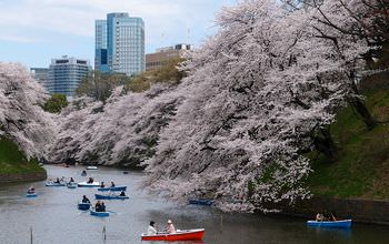 桜 開花時期